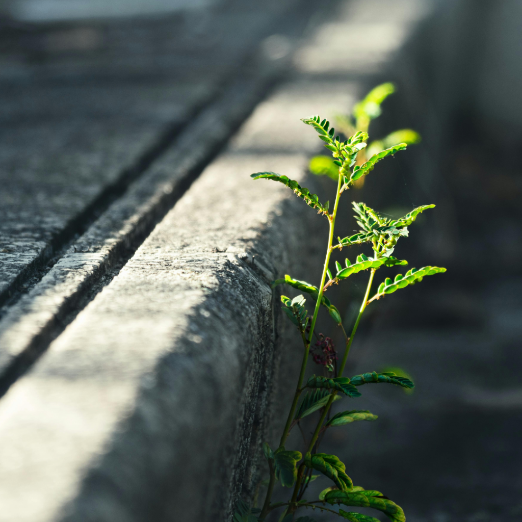 From Adversity to Advantage: The Secret to Building Resilient Leadership in Unpredictable Times  By Angela Webber (“Ms. Angie”)